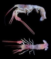 Dinochelus Ausubeli Weird Sea Creatures Sea Creatures Deep Sea