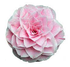 Pinkglitterflower This Is My First Time Making A Flower Transparent A Pretty Pink Camellia Flower Source Transparent Flowers Flowers Camellia Flower