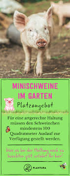 Minischweine Im Garten Tipps Zur Haltung Plantura Minischwein Schwein Tiere Und Haustiere