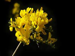 Visualizza altre idee su fiori gialli. Ginestra Spinosa Sardegnaforeste