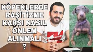 Rasitizm Hastaligi Ve Tedavisi Kopeklerde Kemik Egriligi Youtube