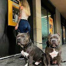 pin by gannicus on pitbulls pitbull terrier pitbull dog pitbulls