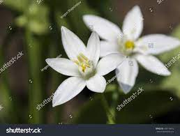 Check spelling or type a new query. White Flower With Six Petals And A Yellow Center Royalty Free Stock Photo 420116416 Avopix Com