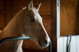 Run and built by monica reynolds. 555 Horse Barn Interior Photos Free Royalty Free Stock Photos From Dreamstime