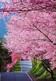  Cherry Blossom Fotografi Alam Pemandangan Latar Belakang