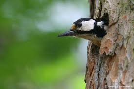 Check spelling or type a new query. Great Spotted Woodpecker Dendrocopos Major Info Details Facts Images