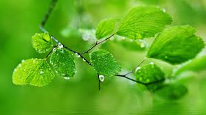 Green Leaf Nature Rain Wallpapers Hd Pictures Hd Wallpapers 4k High Definition Tablet Smart Phones Colourful Desktop Wallpapers Widescreen 1920x1080 The Wallpaper Rain wallpapers, backgrounds, images— best rain desktop wallpaper sort wallpapers by: