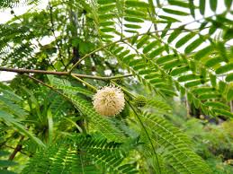Image result for Acacia schweinfurthii