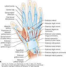 The biomechanical robotics group is on kickstarter looking to fund a 3d printed prosthetic hand that moves and grips like a biological human hand. Thumb Tendon Anatomy Anatomy Drawing Diagram
