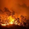 Incendios en australia matan a la mitad de los koalas sanos. 3