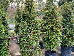 Image result for Eugenia