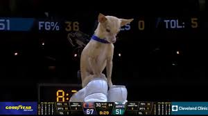 A Chihuahua Steals The Show At Cavaliers Hornets Halftime Performance Youtube