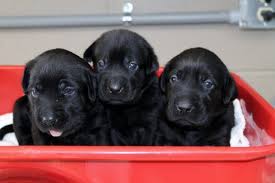 Maybe you would like to learn more about one of these? White Yellow Lab Puppies For Sale By Damascus Way Labradors