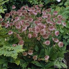 Image result for Astrantia major `Roma`