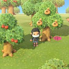 Money trees are one of the best ways you can do this to consistently next, we have to wait a few days for our money tree to sprout out of the ground and grow to full size. Grow Money Trees In Animal Crossing New Horizons Switch Polygon