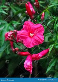 Image result for Ipomoea sinensis