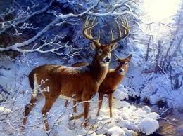 Please contact us if you want to publish a whitetail deer hunting wallpaper on our site. Creekside Of Whitetail Deer Deer Animals Background Wallpapers On Desktop Nexus Image 1888997