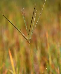 Image result for Digitaria dunensis