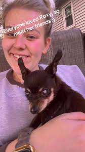 Now, we can see all the dogs and know that Roxy is in fact the scarriest  one. #rigormortischihuahua #chihuahuatiktok #minpinsoftiktok  #olddogsoftiktok #dogs #dogsoftiktok