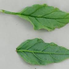 Image result for Heliotropium ciliatum