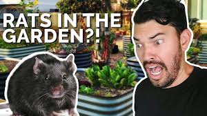 A rat will dig dirt and create a burrow that is near to the garden. How To Prevent And Control Rats In Your Garden Youtube