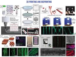 Scientists just printed usable human bones and muscle. 3d Bioprinting In Skeletal Muscle Tissue Engineering Ostrovidov 2019 Small Wiley Online Library