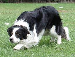 Aren T They Shepherds Not Sheep Dog Breeds Collie Dog Herding Dogs