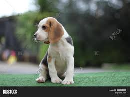 Adorable White Brown Image Photo Free Trial Bigstock