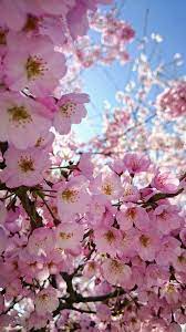 Pin By Megan Fitzpatrick On My Pics Cherry Blossom Wallpaper Flower Backgrounds Flower Aesthetic