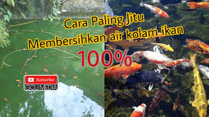 Tutorial Mengganti Air Kolam Tanpa Mengeluarkan Ikan Youtube