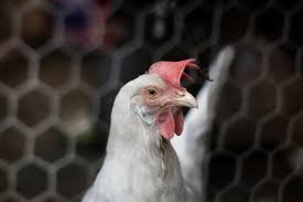 Pin Di Ayam