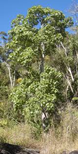 Image result for Brachychloa