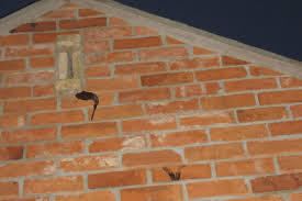 We did not find results for: Where Do Bats Live About Bats Bat Conservation Trust