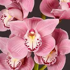 Cymbidium Carmen Cymbidium Orchids Flower Arrangements Orchidaceae