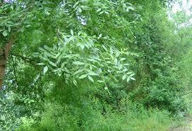 Fraxinus excelsior l. américo duarte paixão, lda. Fraxinus Angustifolia Vahl O Meu Jardim