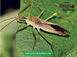 Predatory Assassin Bug Zelus Renardii Bugs For Growers Use them in commercial designs under lifetime, perpetual & worldwide rights. predatory assassin bug zelus renardii