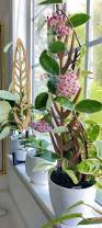 Image result for hoya plant flower