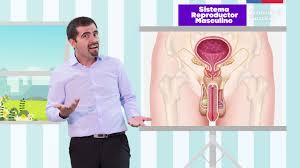 Maybe you would like to learn more about one of these? Sistema Reproductor Femenino Y Masculino Cs Naturales 6 Basico Youtube