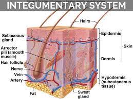 Pin By Josh On Major Body Systems Integumentary System Human Integumentary System Subcutaneous Tissue