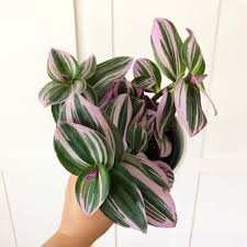 Image result for Tradescantia