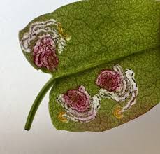 Image result for Enteucha acetosae