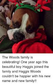 Save and share your meme collection! The Woods Family Is Celebrating One Year Ago This Beautiful Boy Haggis Joined The Family And Haggis Woods Couldn T Be Happier With His New Name And New Family Beautiful Meme On