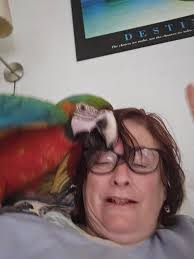 Found: Eastern Long-Billed Corella (White Cockatoo)