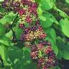 Today, sarsaparilla products go by many different names depending on exactly which roots or plants are used to make the product, how they're prepared, and what part of the world they come from. Https Encrypted Tbn0 Gstatic Com Images Q Tbn And9gcqqsw1ihd4pfe3 Veebwowtyx9fe Zqu1i1ccxqhebtlxdvrfqw Usqp Cau