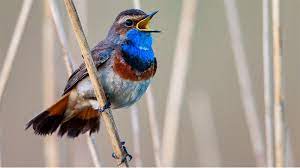 Burung kenari kenziebf.blogspot.com burung kenari dengan nama latin serinus canaria burung ini bukan asli dari. 19 Jenis Burung Kicau Dari Paling Mahal Hingga Terpopuler