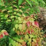 Image result for Hymenocardia ulmoides