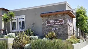 See what beach pet hospital (beachpet) has discovered on pinterest, the world's biggest collection of ideas. Veterinarians In Hermosa Beach Ca Vca Hermosa Animal Hospital