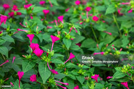 Image result for Mirabilis