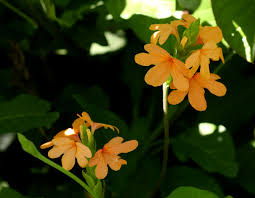 Image result for Crossandra puberula