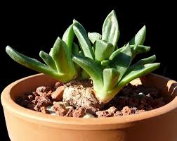 Image result for Nananthus